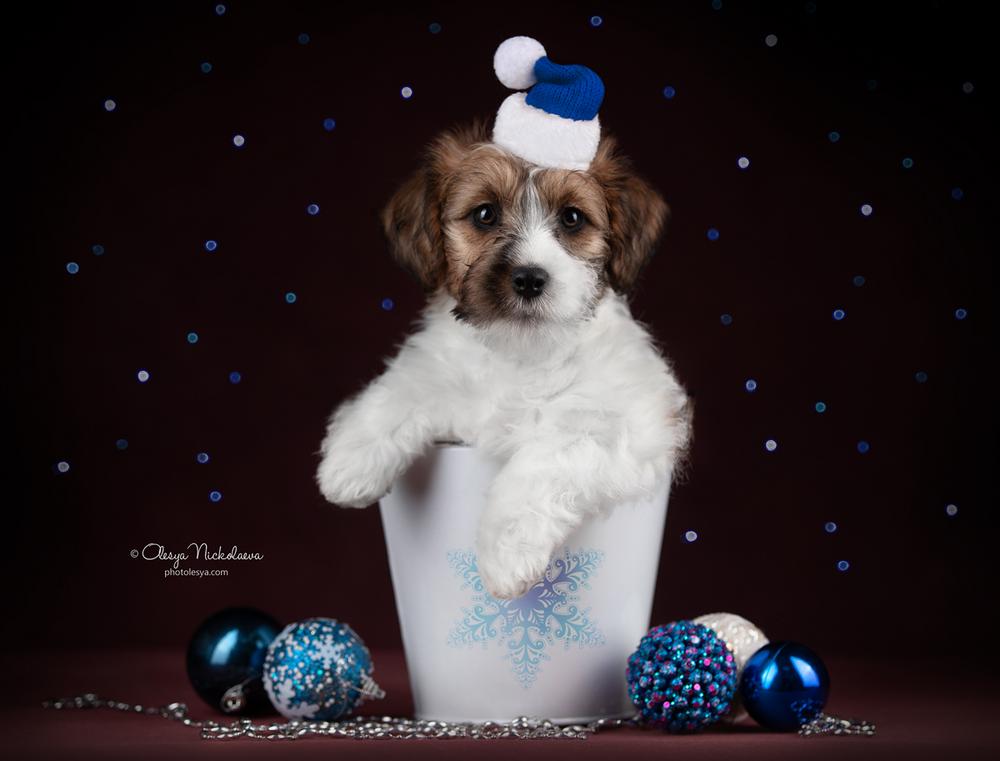 щенки ◆ puppies