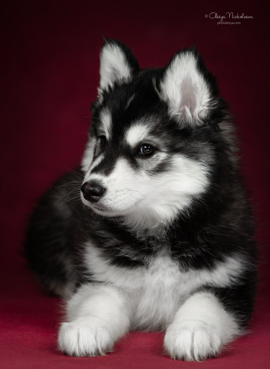 щенки ◆ puppies