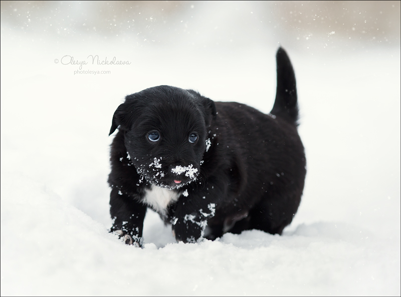 щенки ◆ puppies