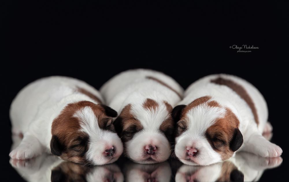 щенки ◆ puppies