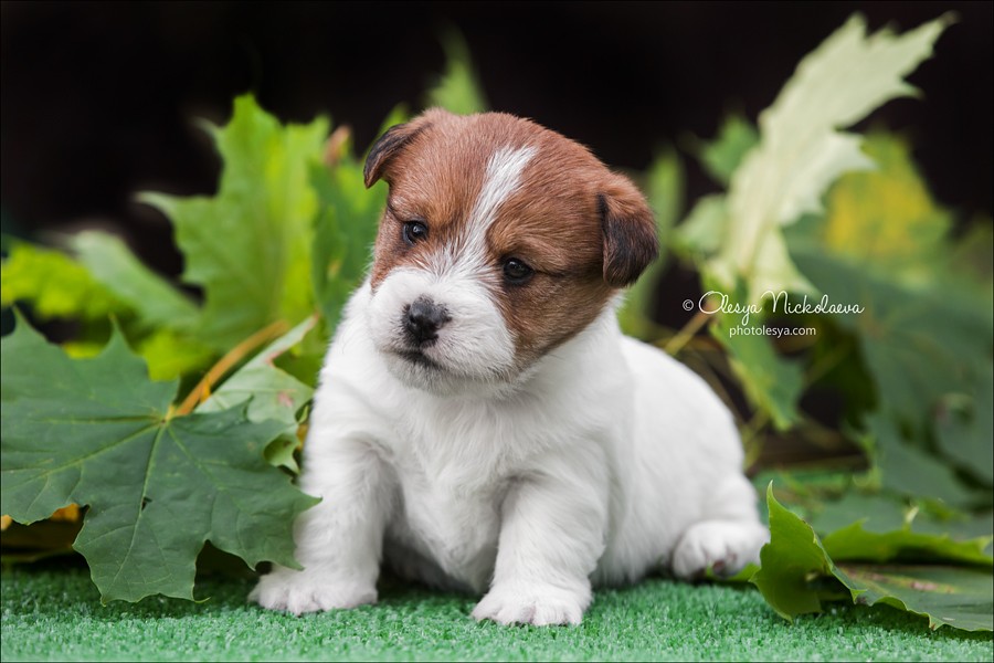 щенки ◆ puppies