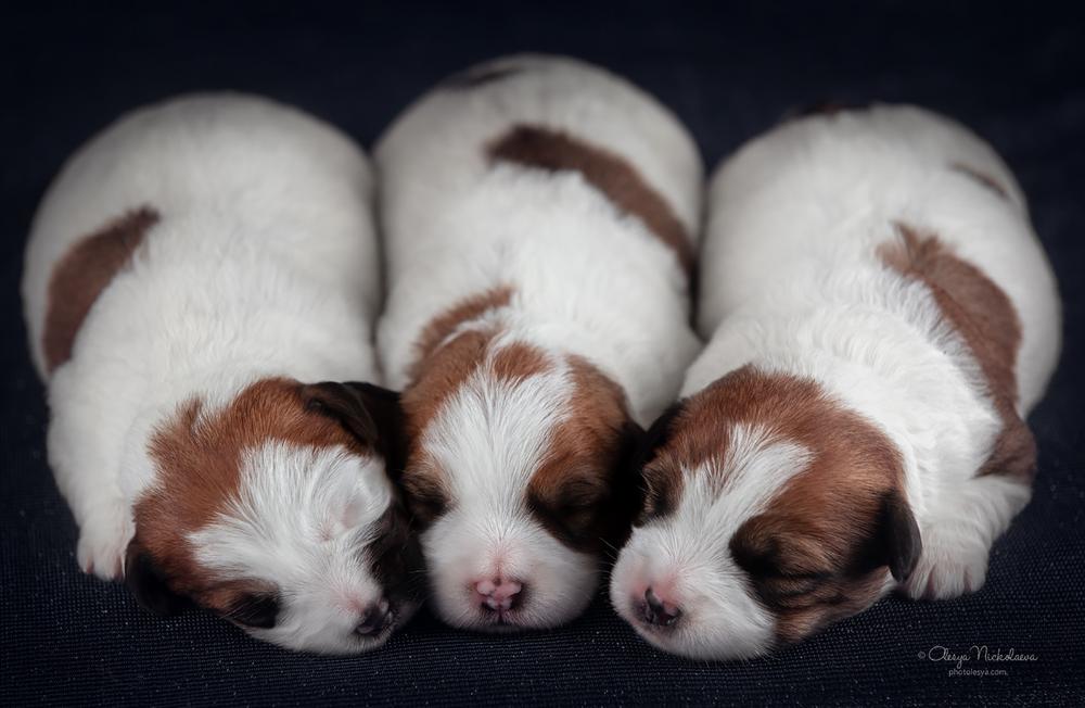 щенки ◆ puppies