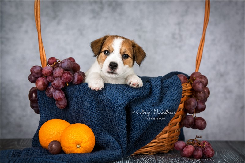 щенки ◆ puppies