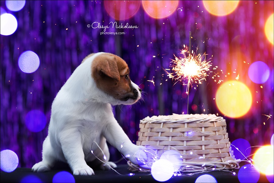 щенки ◆ puppies