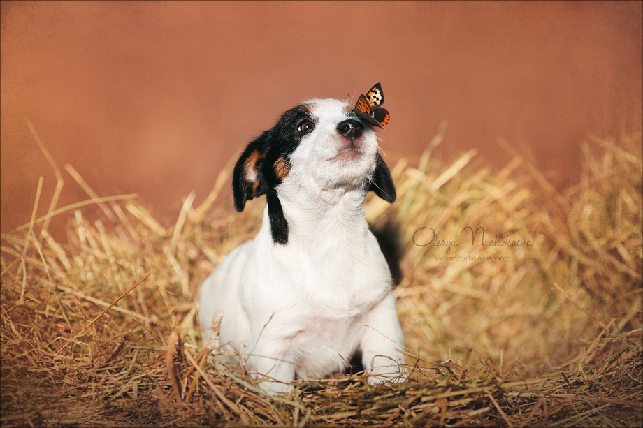щенки ◆ puppies