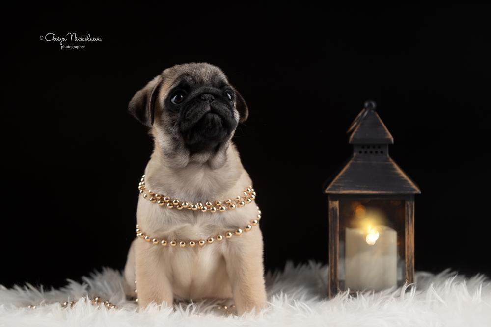 щенки ◆ puppies