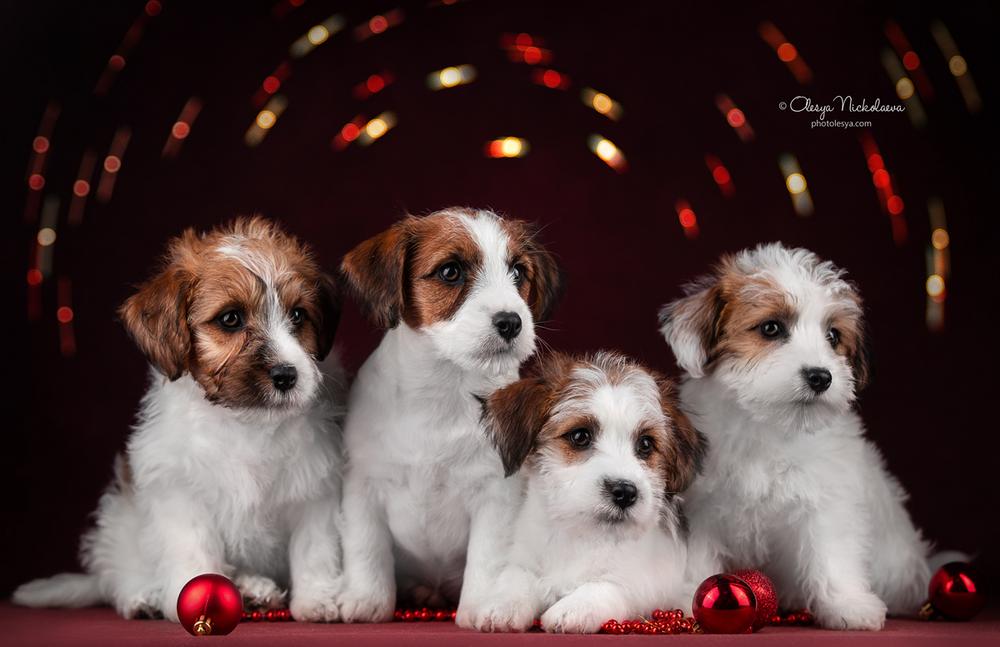щенки ◆ puppies