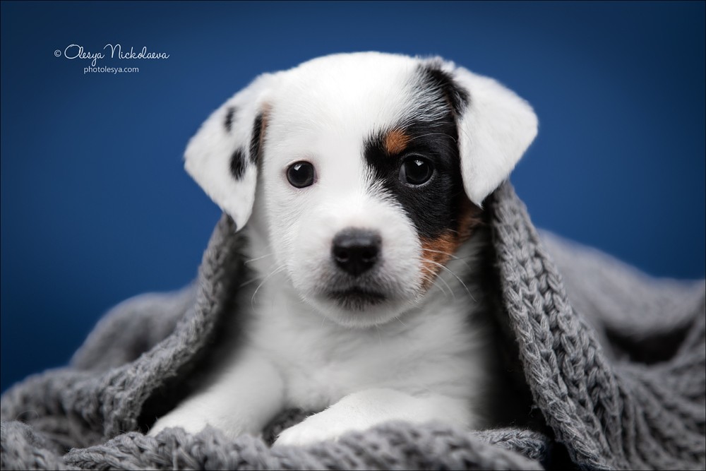 щенки ◆ puppies