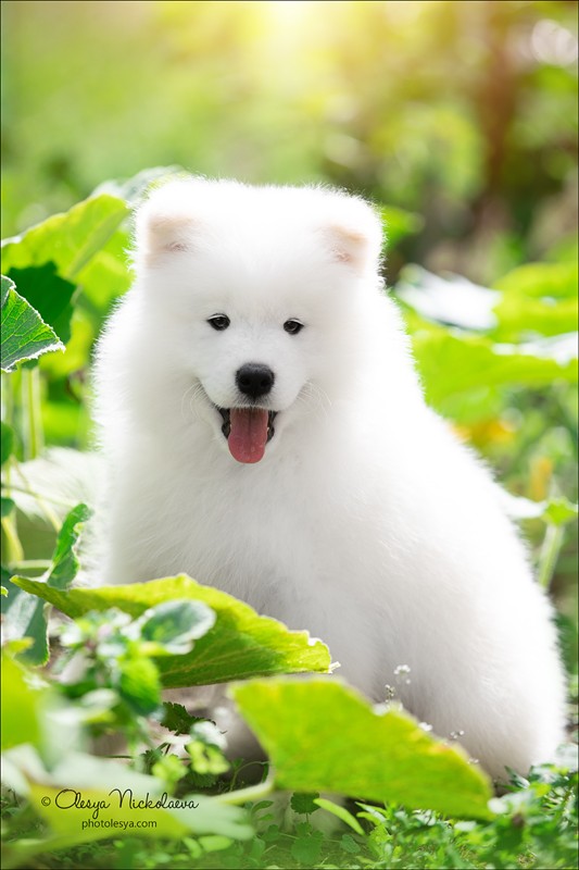 щенки ◆ puppies