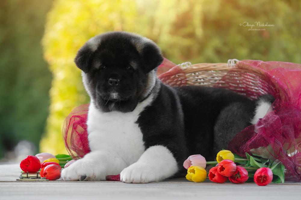 щенки ◆ puppies