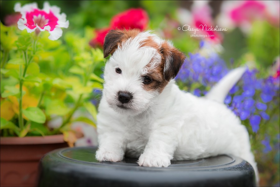 щенки ◆ puppies