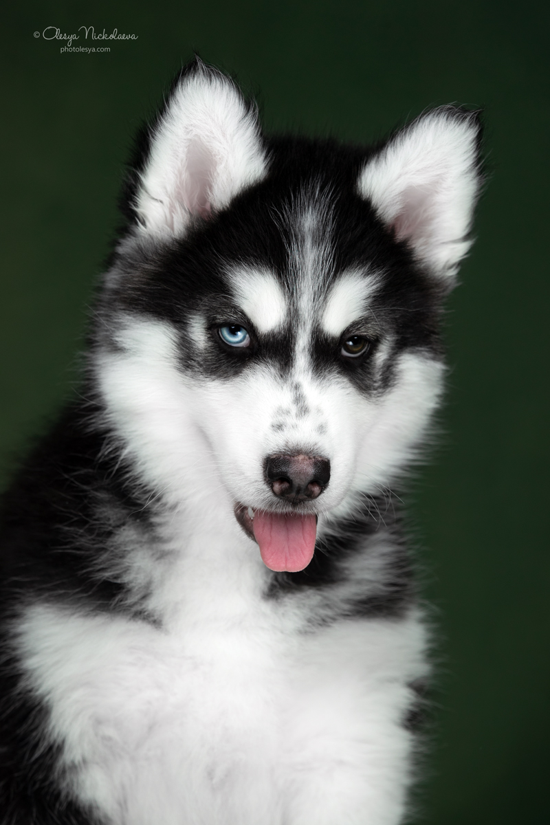 щенки ◆ puppies