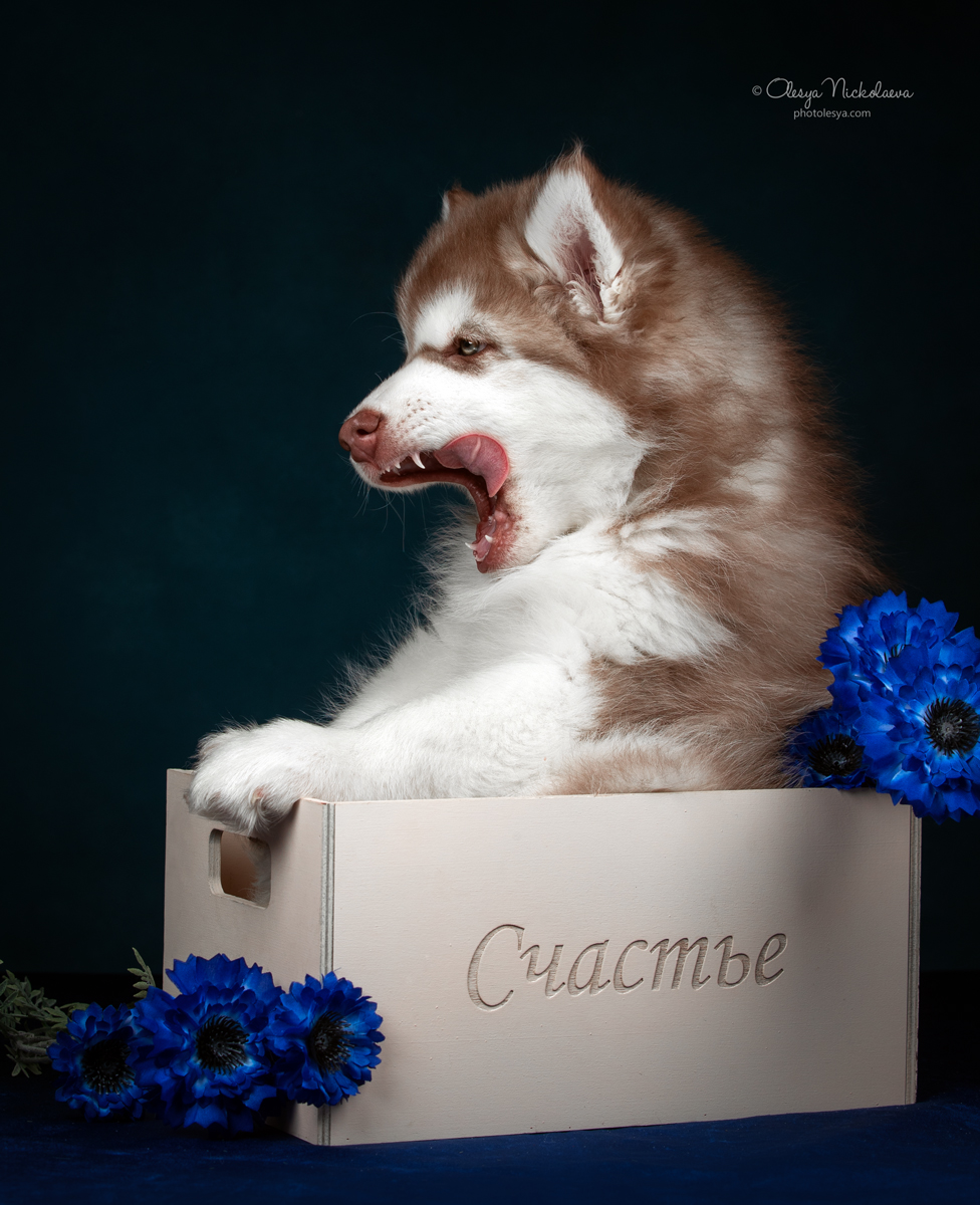 щенки ◆ puppies