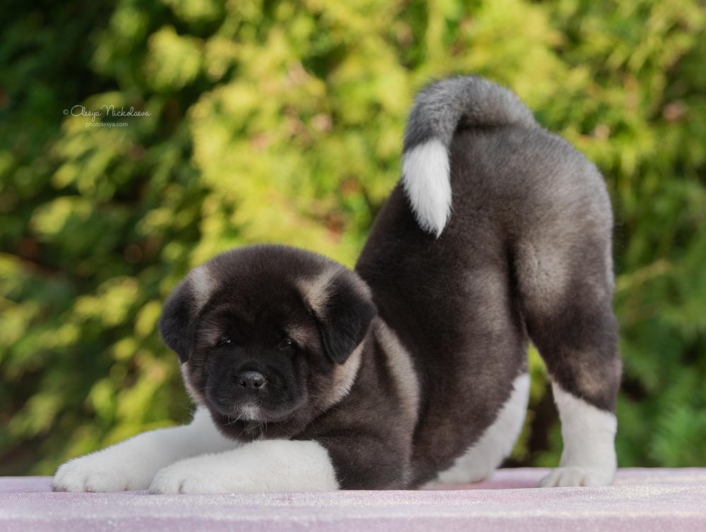 щенки ◆ puppies