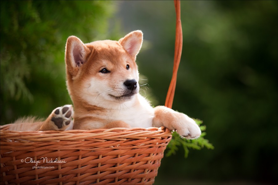щенки ◆ puppies