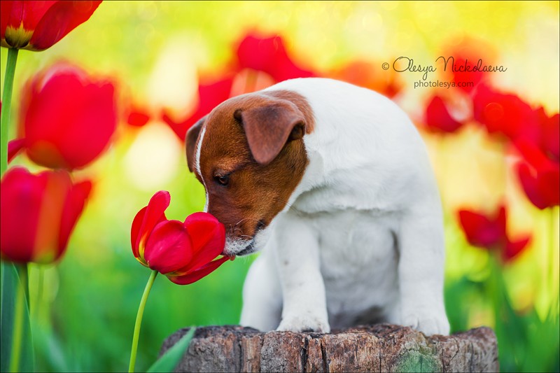 щенки ◆ puppies