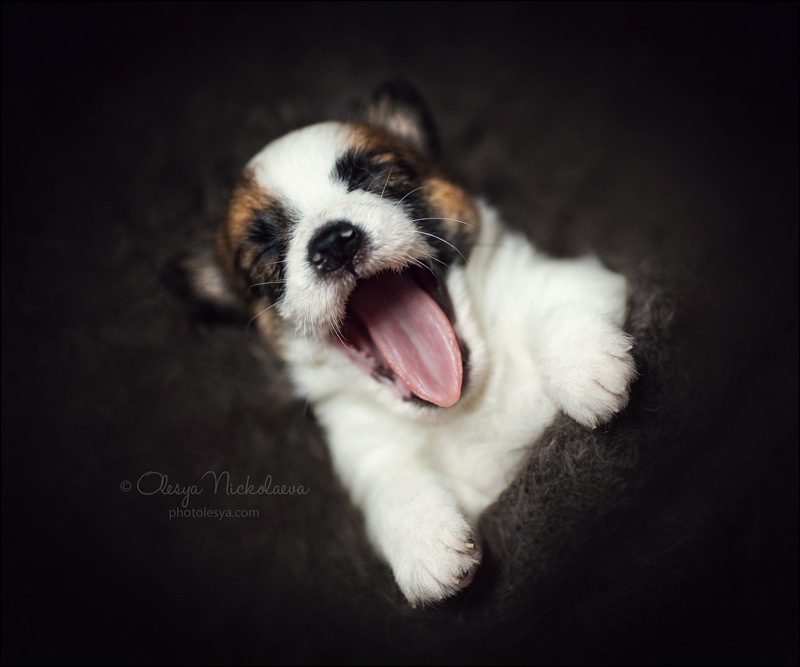 щенки ◆ puppies