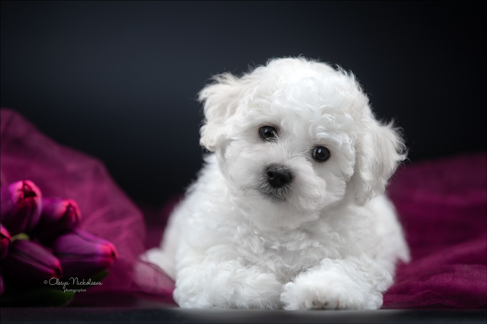щенки ◆ puppies