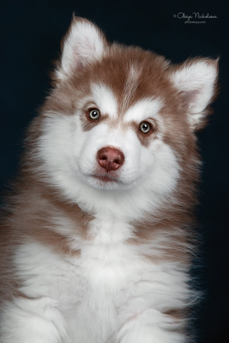 щенки ◆ puppies