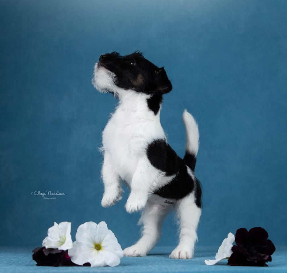 щенки ◆ puppies