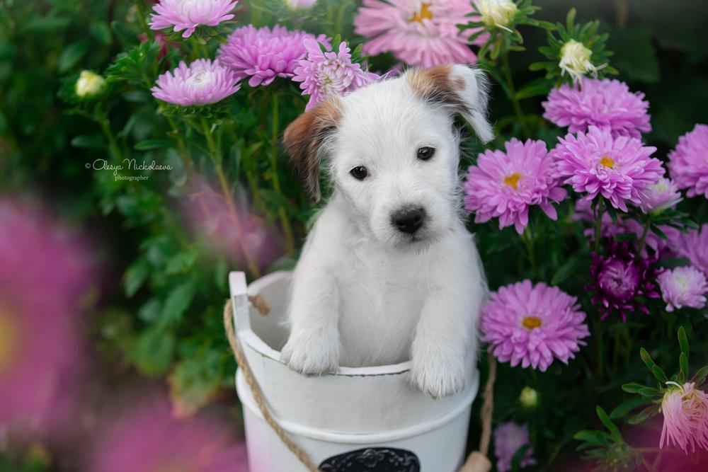 щенки ◆ puppies