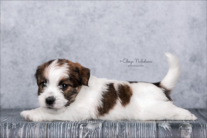щенки ◆ puppies