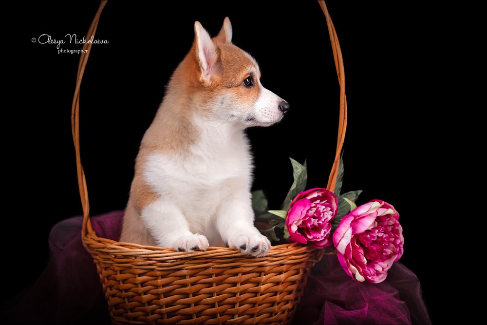 щенки ◆ puppies