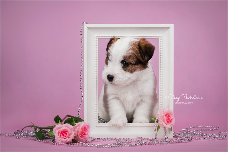 щенки ◆ puppies
