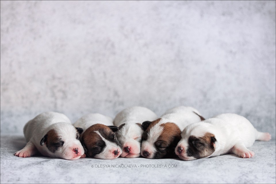 щенки ◆ puppies