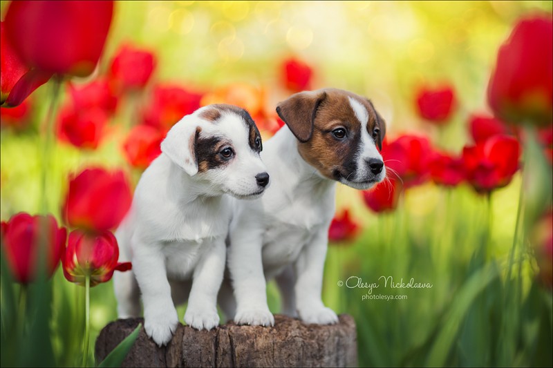 щенки ◆ puppies