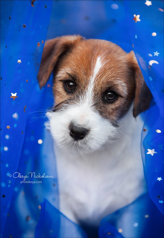 щенки ◆ puppies