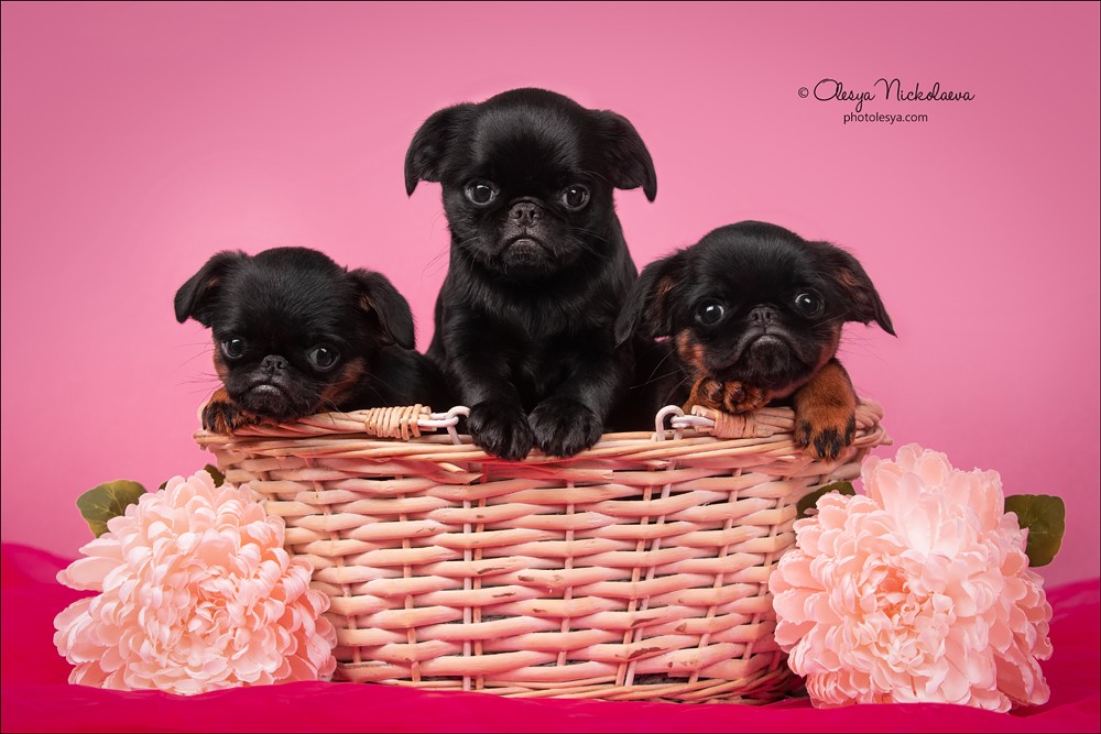 щенки ◆ puppies