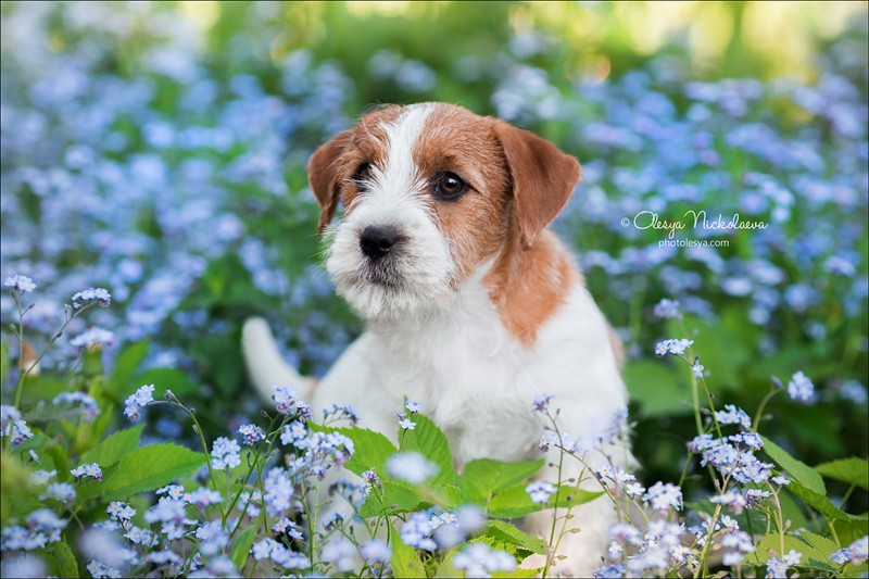 щенки ◆ puppies