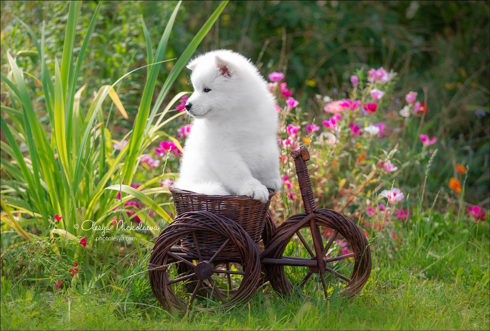 щенки ◆ puppies