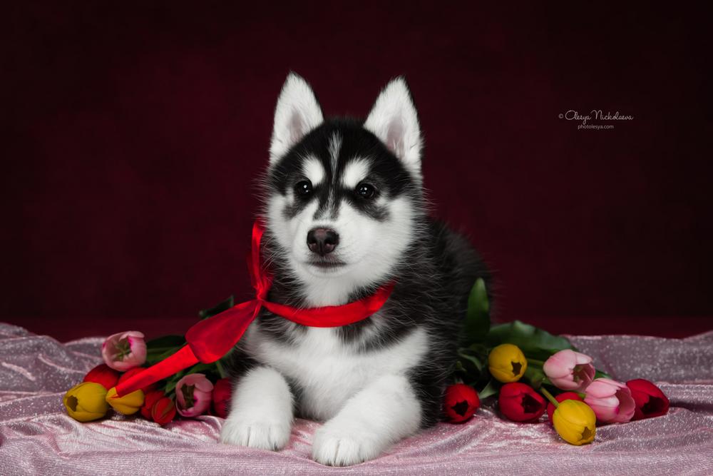 щенки ◆ puppies