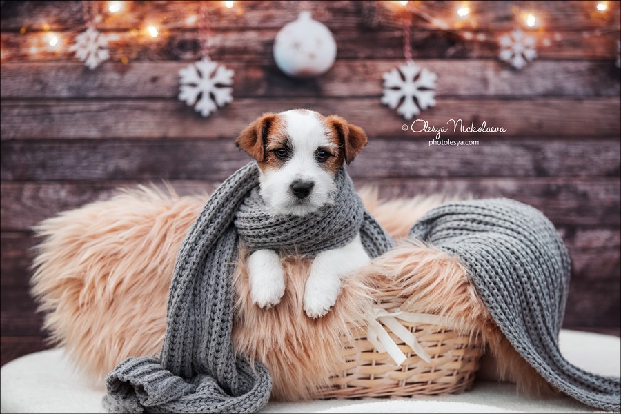 щенки ◆ puppies
