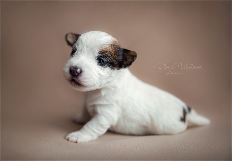 щенки ◆ puppies