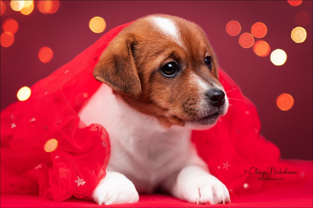 щенки ◆ puppies