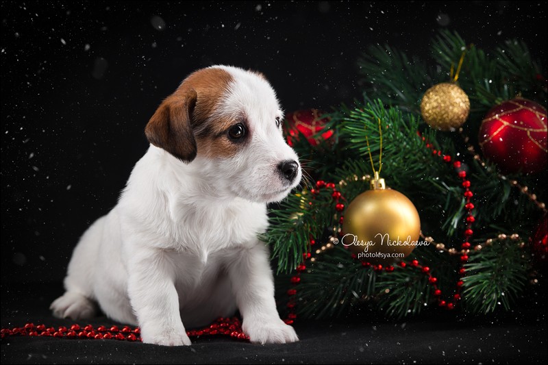 щенки ◆ puppies