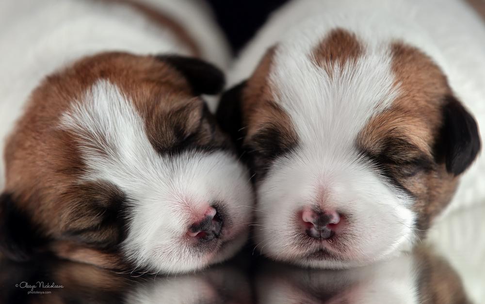 щенки ◆ puppies