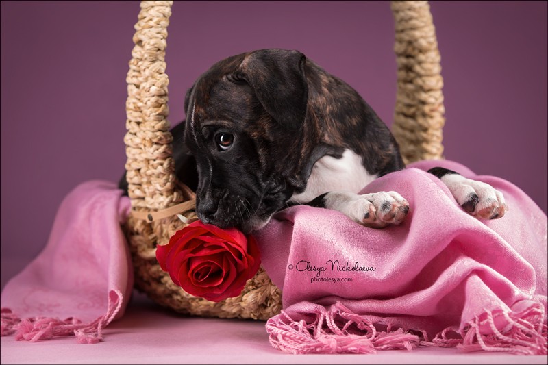 щенки ◆ puppies