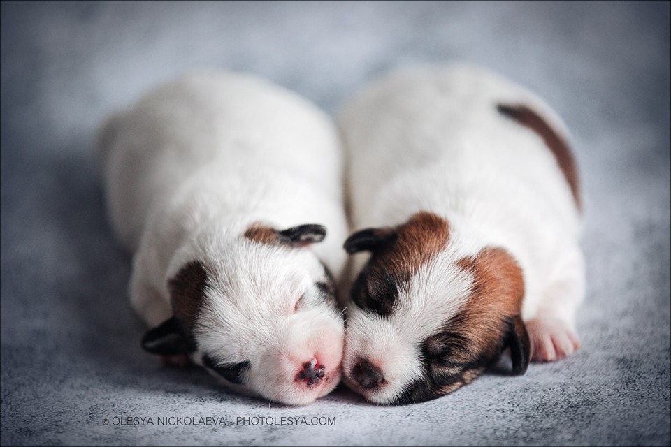 щенки ◆ puppies