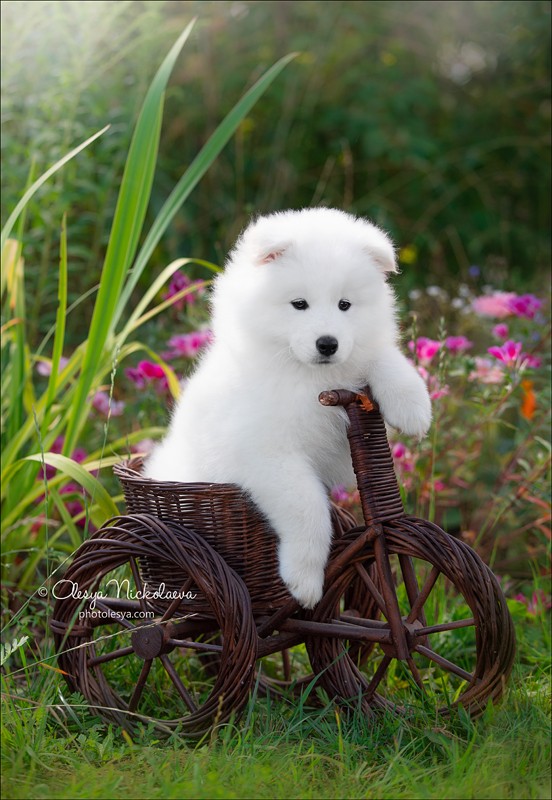 щенки ◆ puppies