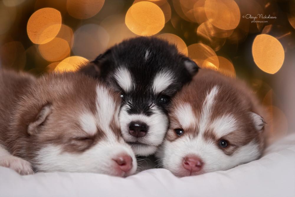 щенки ◆ puppies