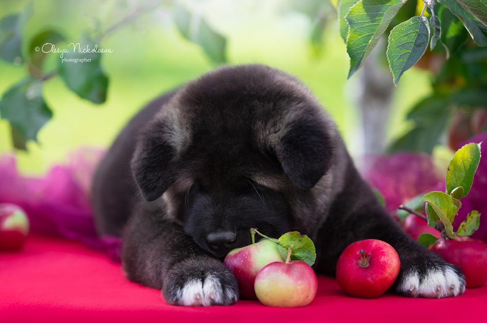 щенки ◆ puppies