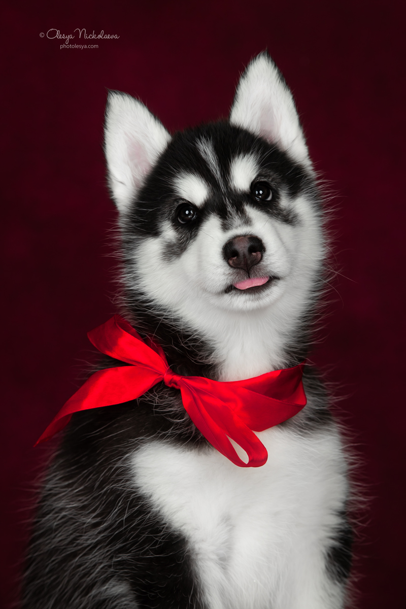 щенки ◆ puppies