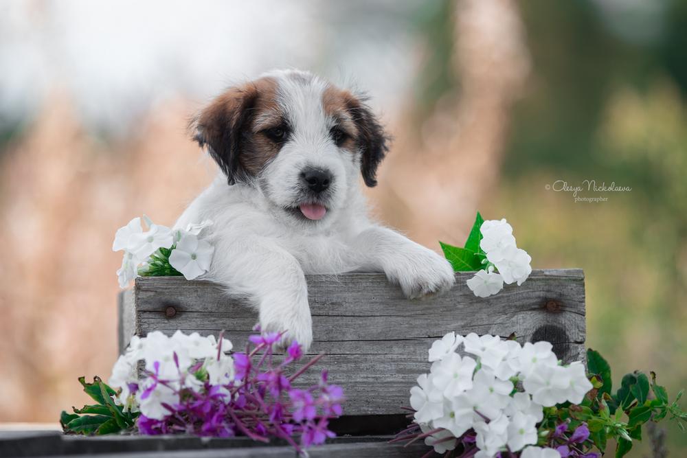 щенки ◆ puppies