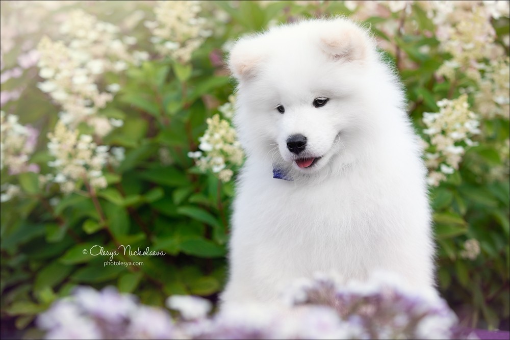 щенки ◆ puppies