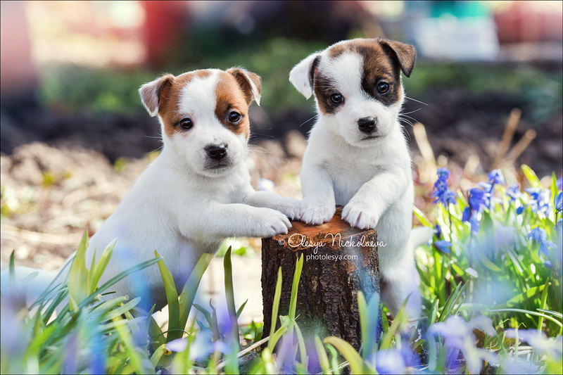 щенки ◆ puppies