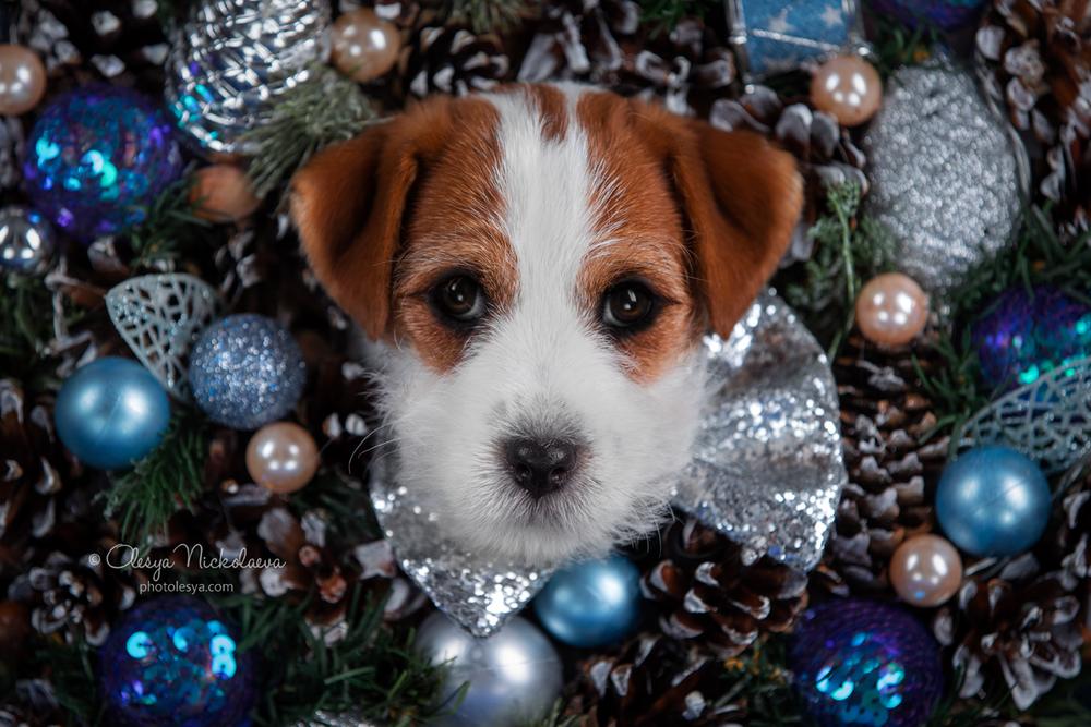 щенки ◆ puppies